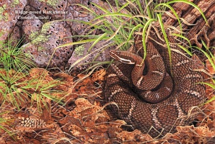 A close up of a snake in the grass