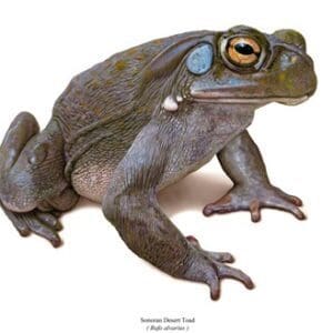 A close up of a frog on a white background