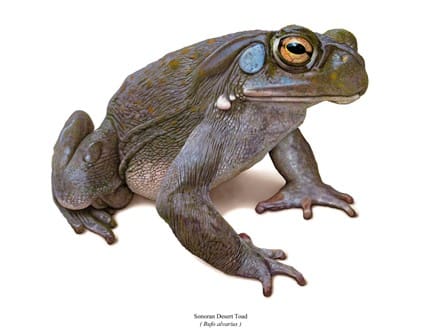 A close up of a frog on a white background