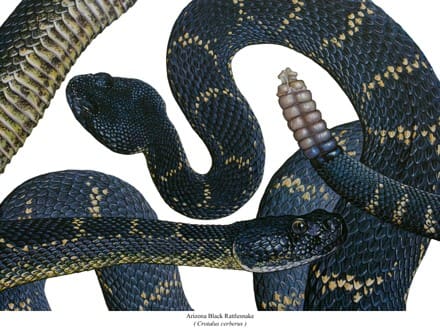 A close up of the head and tail of a snake