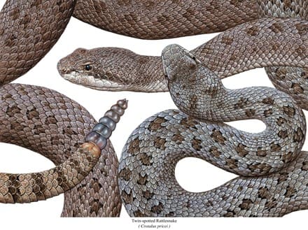 A group of snakes that are sitting on the ground.