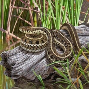 A snake is sitting on the log in water.