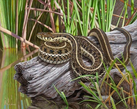 A snake is sitting on the log in water.