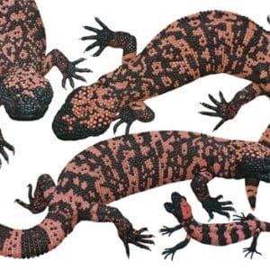 A group of gila monster lizards laying on the ground.