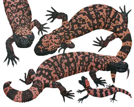 A group of gila monster lizards laying on the ground.