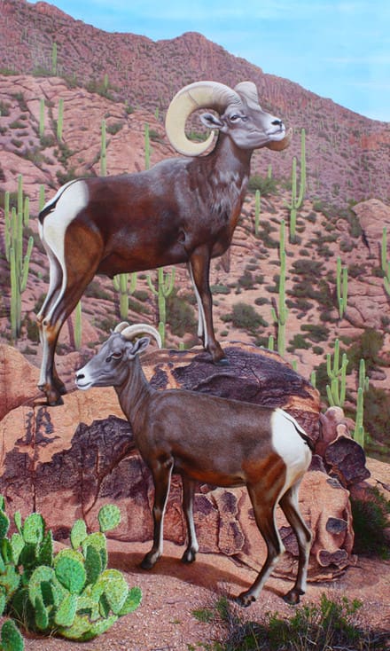 Two rams are standing on a hill with cacti.