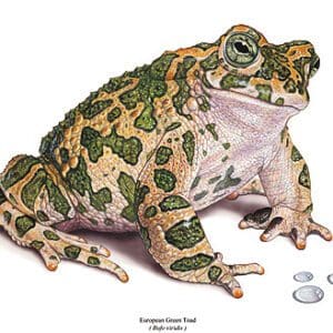 A drawing of an animal with green spots on it.