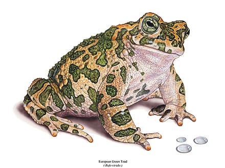 A drawing of an animal with green spots on it.