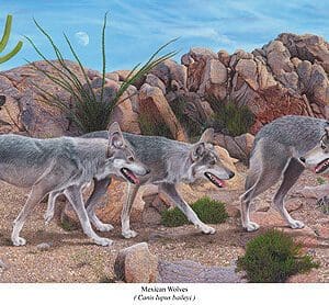 A painting of three dogs walking on the rocks