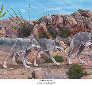 A painting of three dogs walking on the rocks