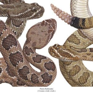 A close up of several different types of snakes