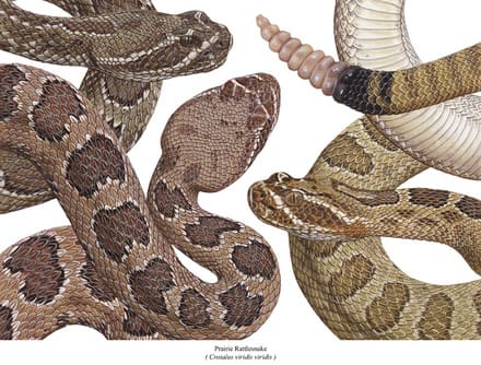 A close up of several different types of snakes