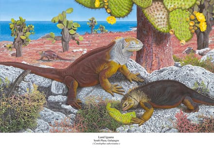 A painting of two lizards eating leaves off a cactus.