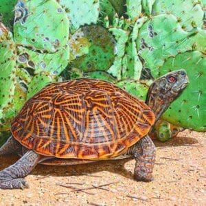 A turtle is walking on the ground near some plants.