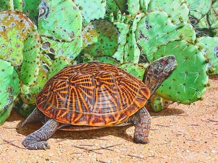 A turtle is walking on the ground near some plants.