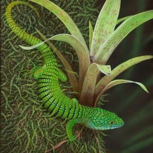 A green lizard is sitting on the ground