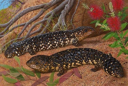 Two lizards are sitting on the ground near a bush.