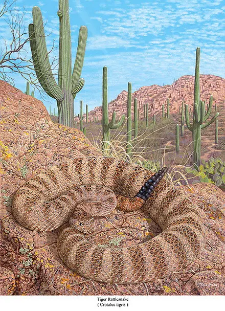 A painting of a rattlesnake in the desert