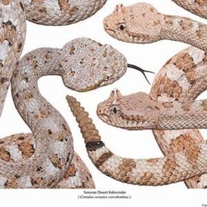 A group of snakes that are all in the same pattern.