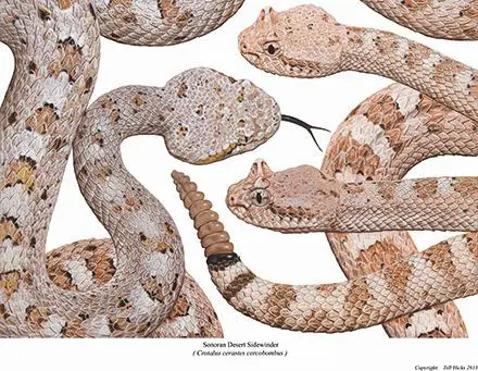 A group of snakes that are all in the same pattern.