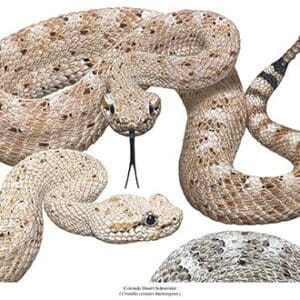 A snake is shown in various stages of development.