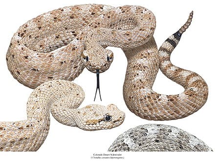 A snake is shown in various stages of development.