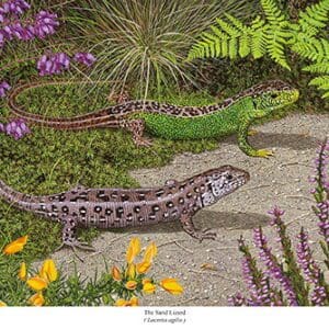 Two lizards are walking on a path in the garden.