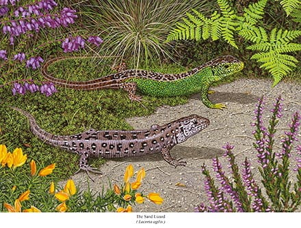 Two lizards are walking on a path in the garden.