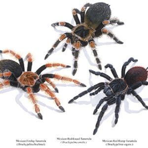 A group of four tarantulas that are standing up.