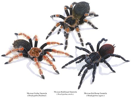 A group of four tarantulas that are standing up.