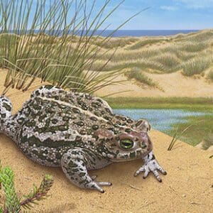 A painting of a toad on the beach
