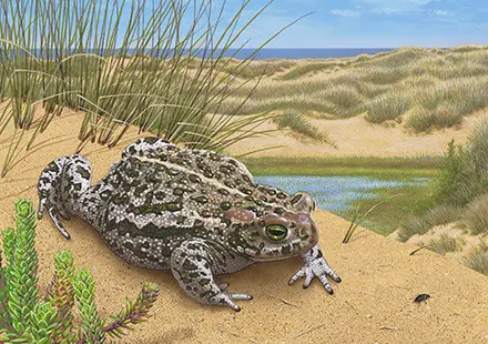 A painting of a toad on the beach