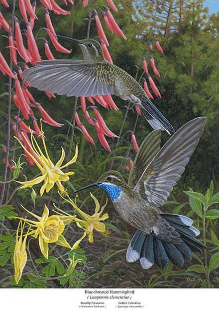 Two hummingbirds flying over a flower bush.