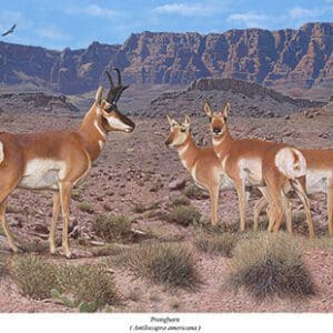 A group of antelope standing in the desert.