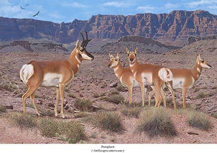 A group of antelope standing in the desert.