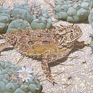 A horned lizard is sitting on the ground.