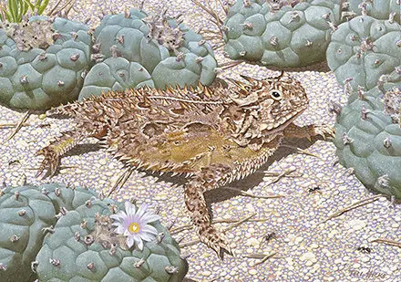A horned lizard is sitting on the ground.