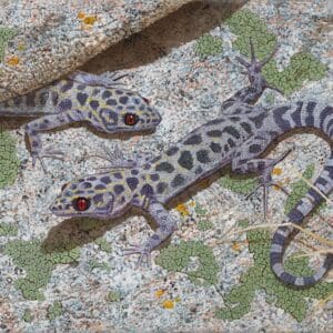 Two lizards are sitting on the ground together.