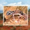 A lizard is standing on the ground in the desert.