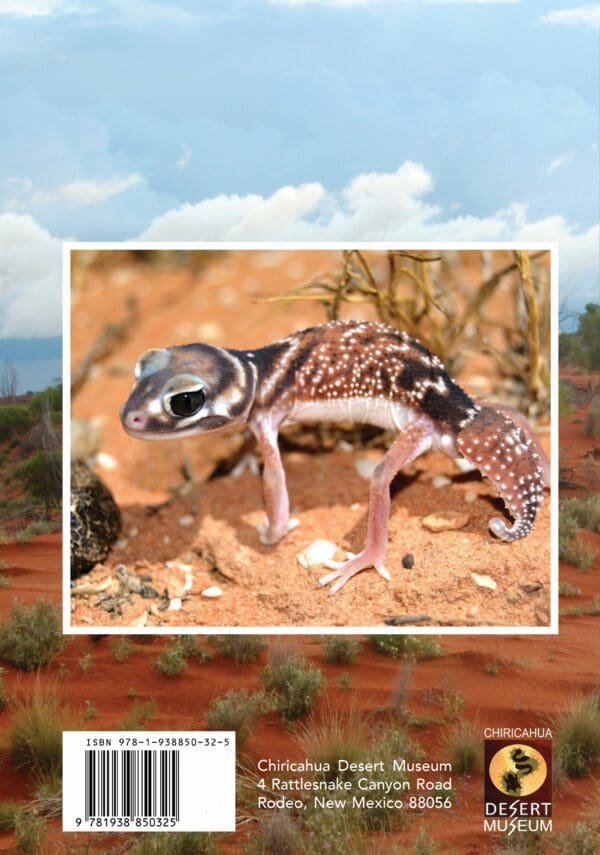 A lizard is standing on the ground in the desert.