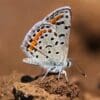 A butterfly sitting on top of a rock.