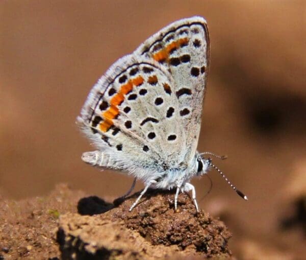 A butterfly sitting on top of a rock.