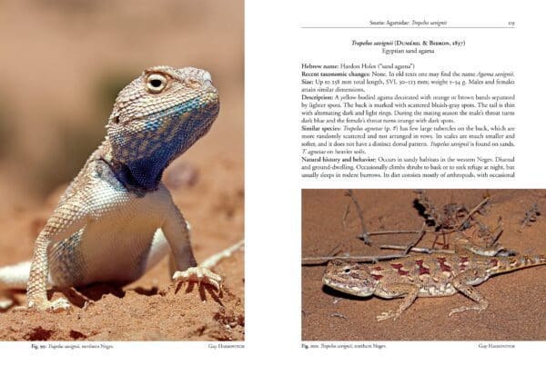 A lizard is sitting in the dirt next to another lizard.