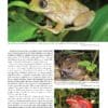 A page of an article about frogs.