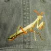 A close up of the praying mantis on a hat