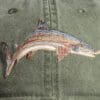 A close up of the fish on the hat