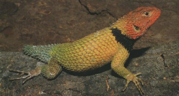 A lizard is sitting on the ground in the dark.