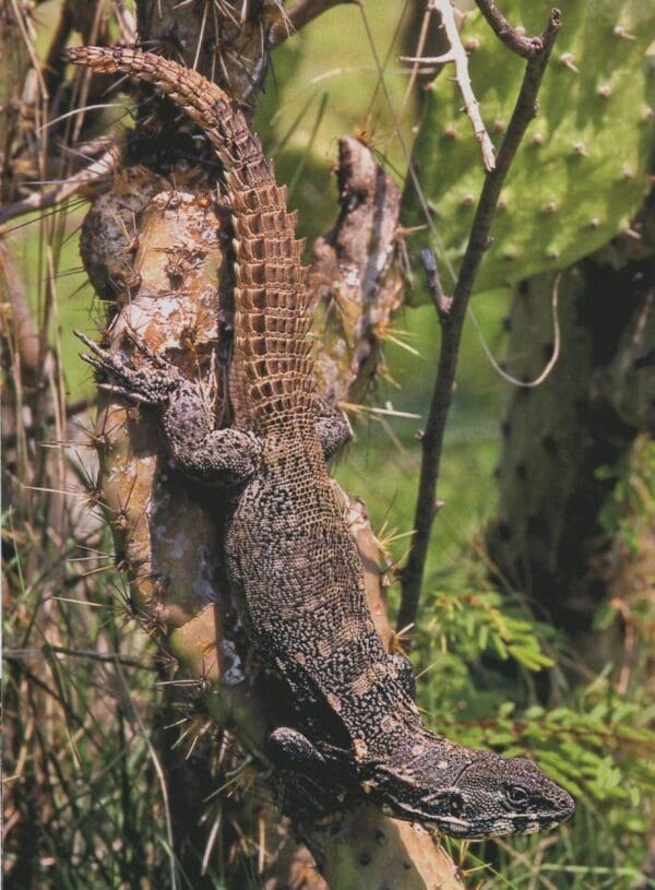 A small alligator is sitting on the tree.