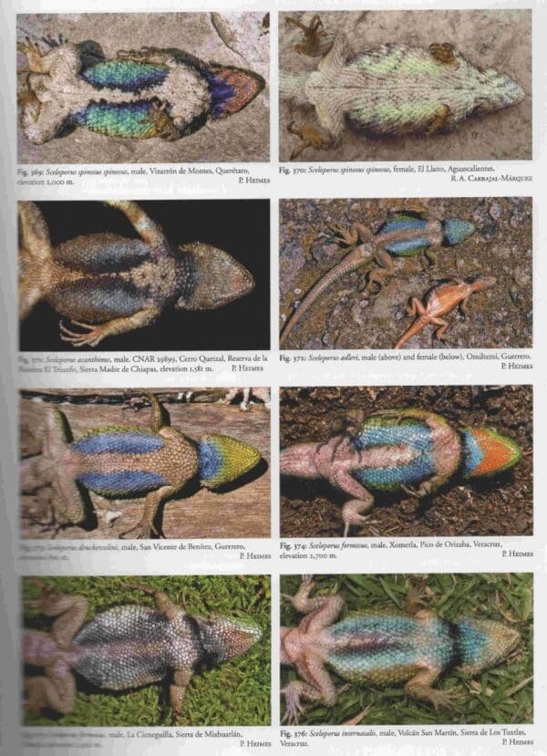 A series of photographs showing different colors on the back of a lizard.