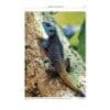 A lizard is sitting on the bark of a tree.